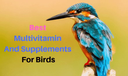 4 Best Multivitamin and Supplement for Birds
