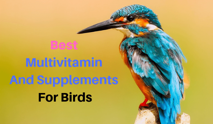 4 Best Multivitamin and Supplement for Birds