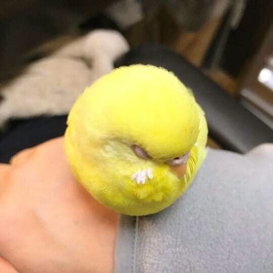 Bird or Ball
