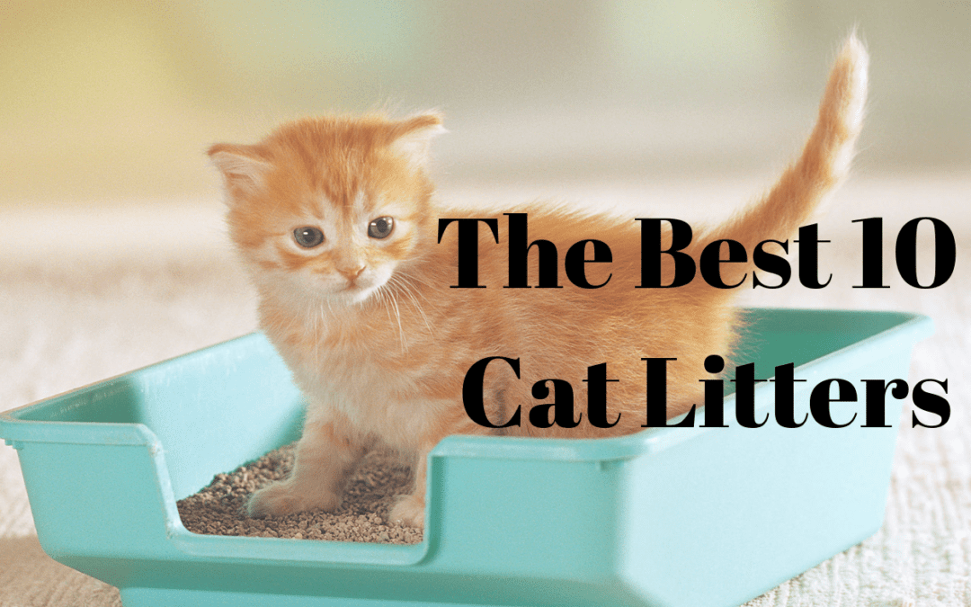 The Best 10 Cat Litters You Should Check Out