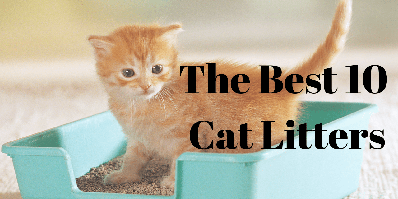 The Best 10 Cat Litters You Should Check Out