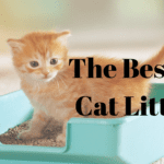 The Best 10 Cat Litters You Should Check Out