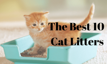 The Best 10 Cat Litters You Should Check Out