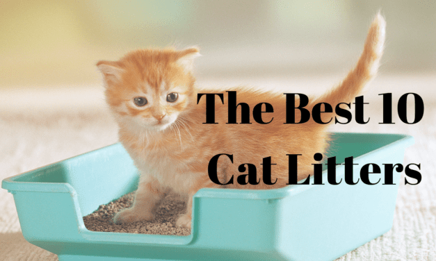 The Best 10 Cat Litters You Should Check Out