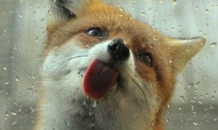 Fox in the Rain