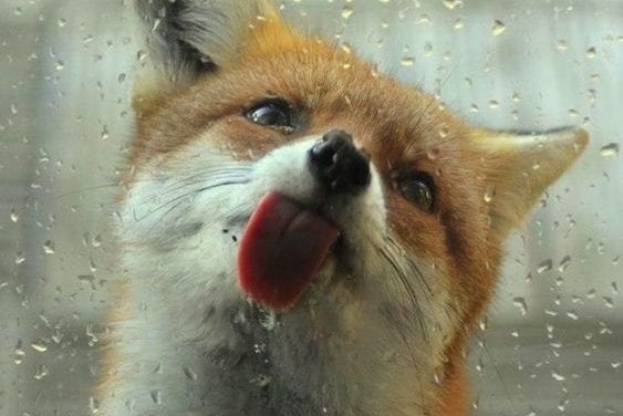 Fox in the Rain