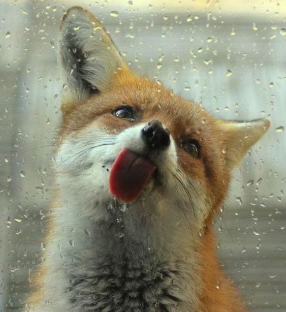 Fox in the Rain