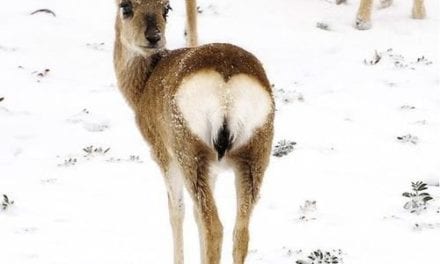 Deer with heart shaped bum