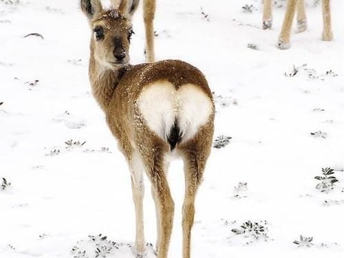 Deer with heart shaped bum