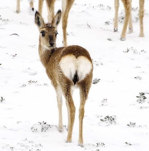 Deer with heart shaped bum