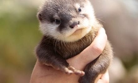 Otter of the week!