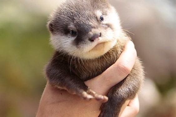 Otter of the week!