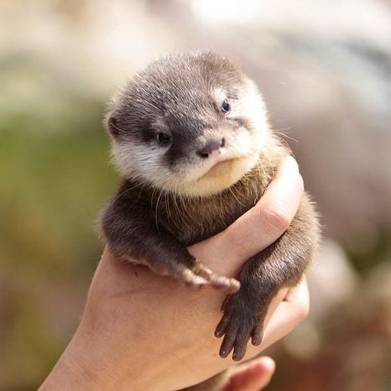 Otter of the week!