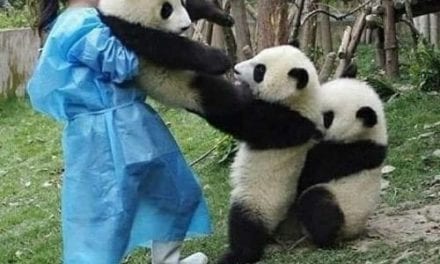 Panda Tug-of-War