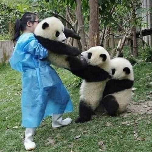 Panda Tug-of-War