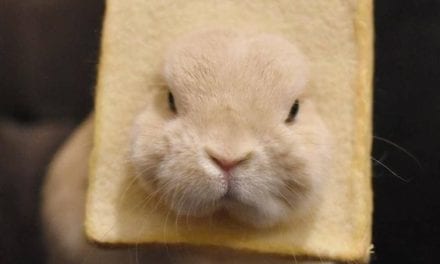 Bread Bunny