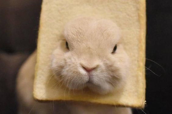 Bread Bunny