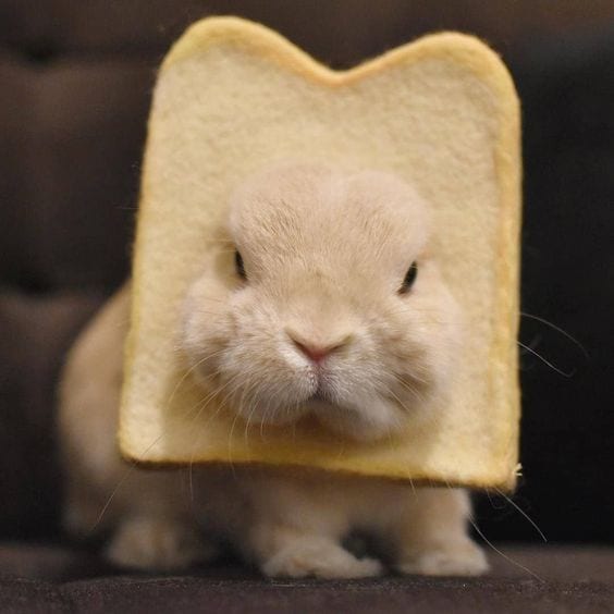 Bread Bunny