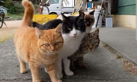 Street gang!