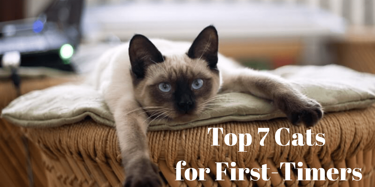 7 Best Cats for First-time Owners