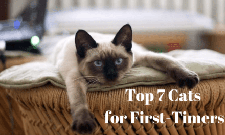 7 Best Cats for First-time Owners