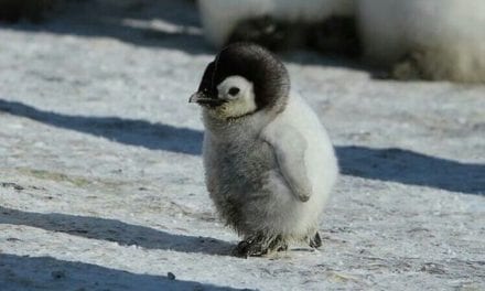 Waddling Baby Penguin.