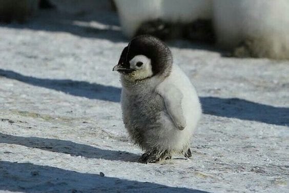 Waddling Baby Penguin.