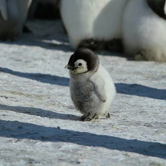 Waddling Baby Penguin.