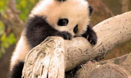 Shy Baby Panda
