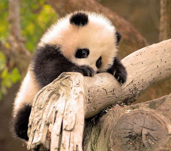 Shy Baby Panda