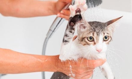 8 Best Shampoo for Your Cats