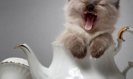 Cup of cuteness