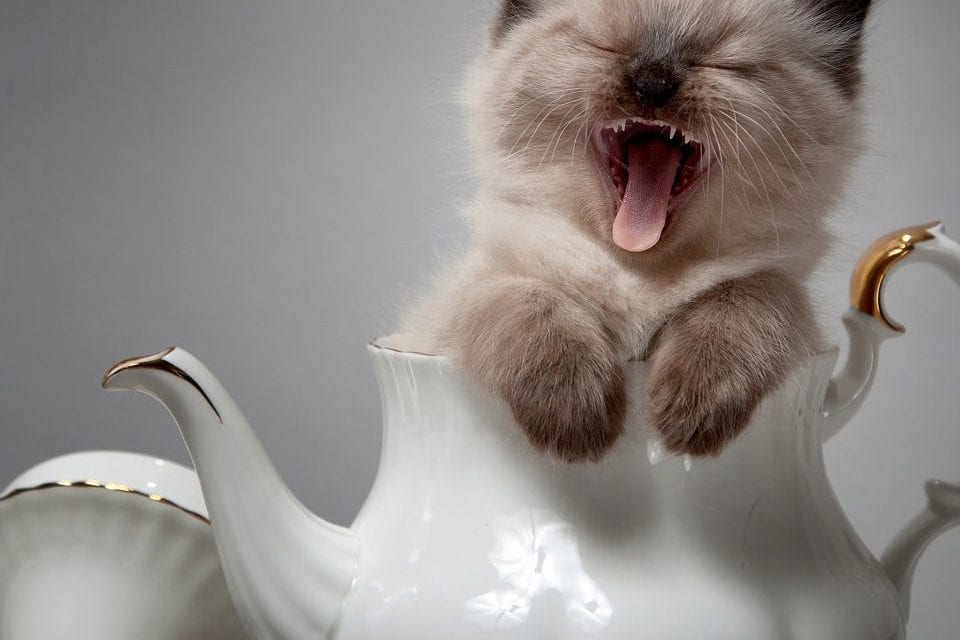 Cup of cuteness