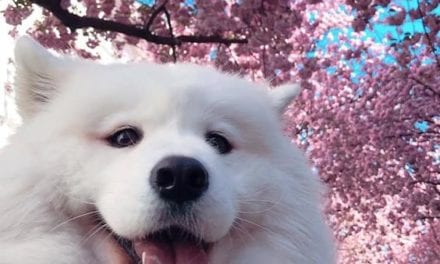 Happy Dog with Flowers