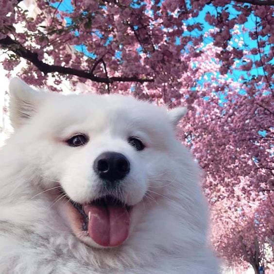 Happy Dog with Flowers