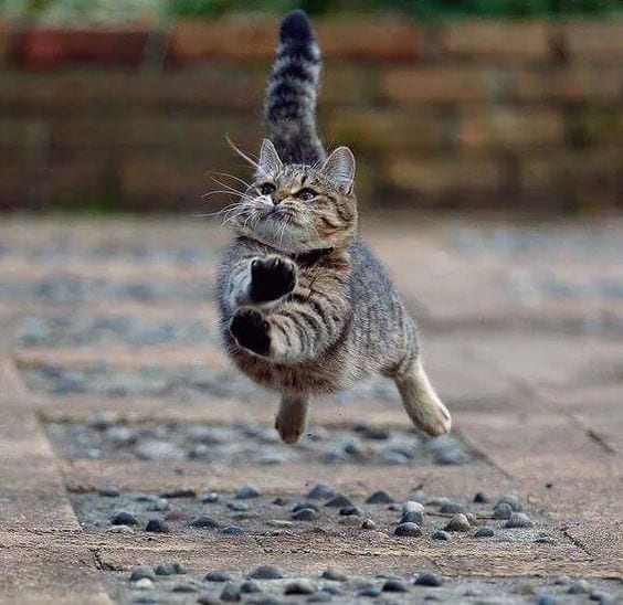 Flying Cat