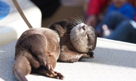 Otter Enjoys sunbath