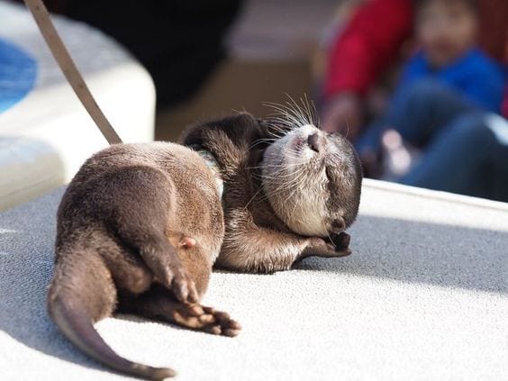 Otter Enjoys sunbath