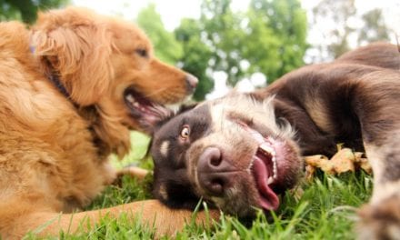 Puppy Playtime