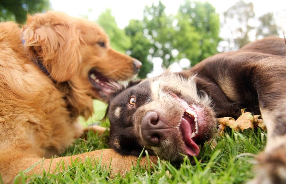 Puppy Playtime