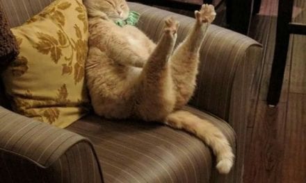 Sofa is My Best Friend
