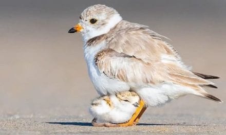 Rest under Mom’s Chest