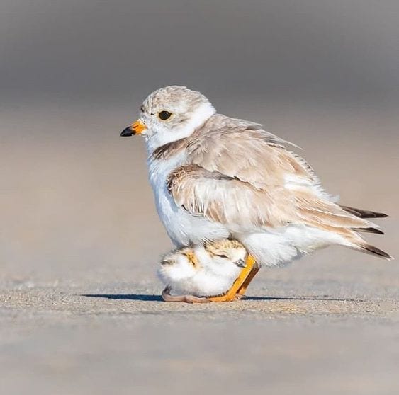 Rest under Mom’s Chest