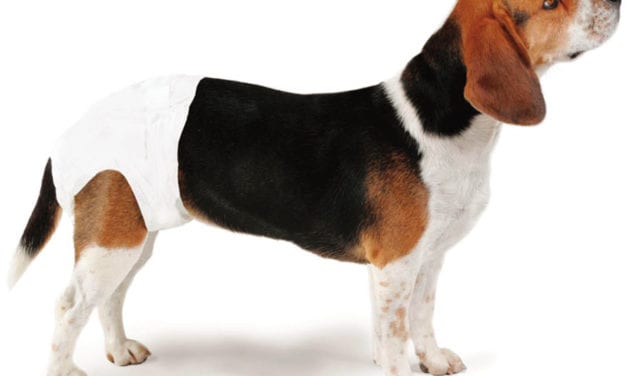 Top 6 Best Dog Diapers (Female, Male and Senior)