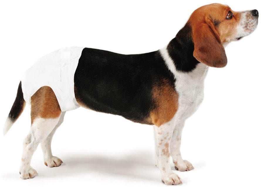 Top 6 Best Dog Diapers (Female, Male and Senior)