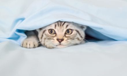 The 9 Best Cat Beds with Maximum Comfort