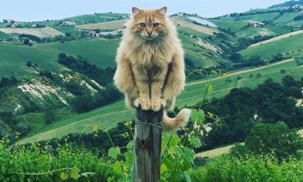 I am king of this land!