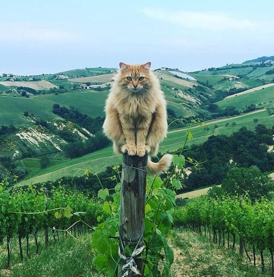 I am king of this land!