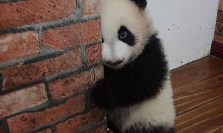 Little Shy Panda