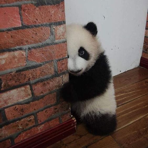 Little Shy Panda